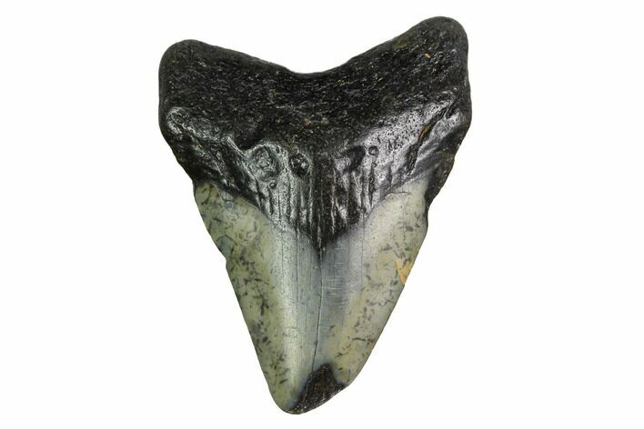Bargain, Megalodon Tooth - North Carolina #152821